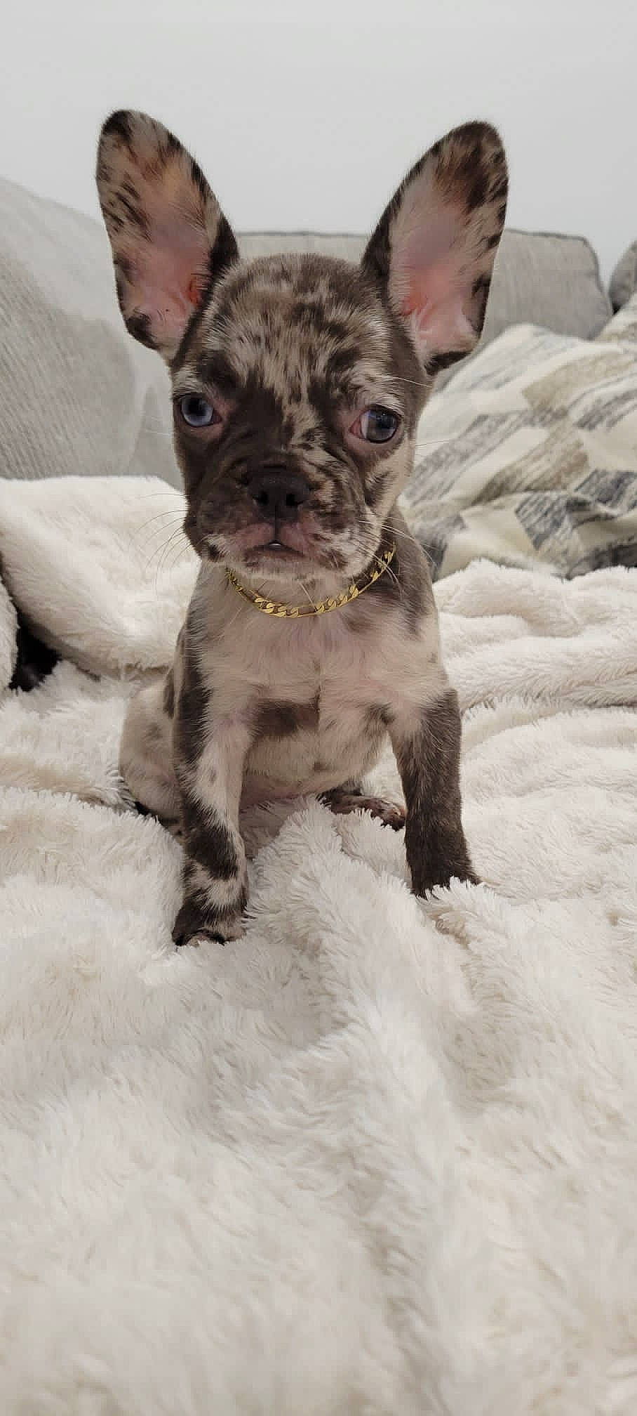 Amari Cooper joined the competition — help win amazing prizes! ancient_dog_breeds, canidae, carnivore, collar, companion_dog, dog, dog_breed, dog_collar, fawn, fur, liver, non_sporting_group, snout, snow, sporting_group, terrestrial_animal, terrier, toy_dog, whiskers, working_animal