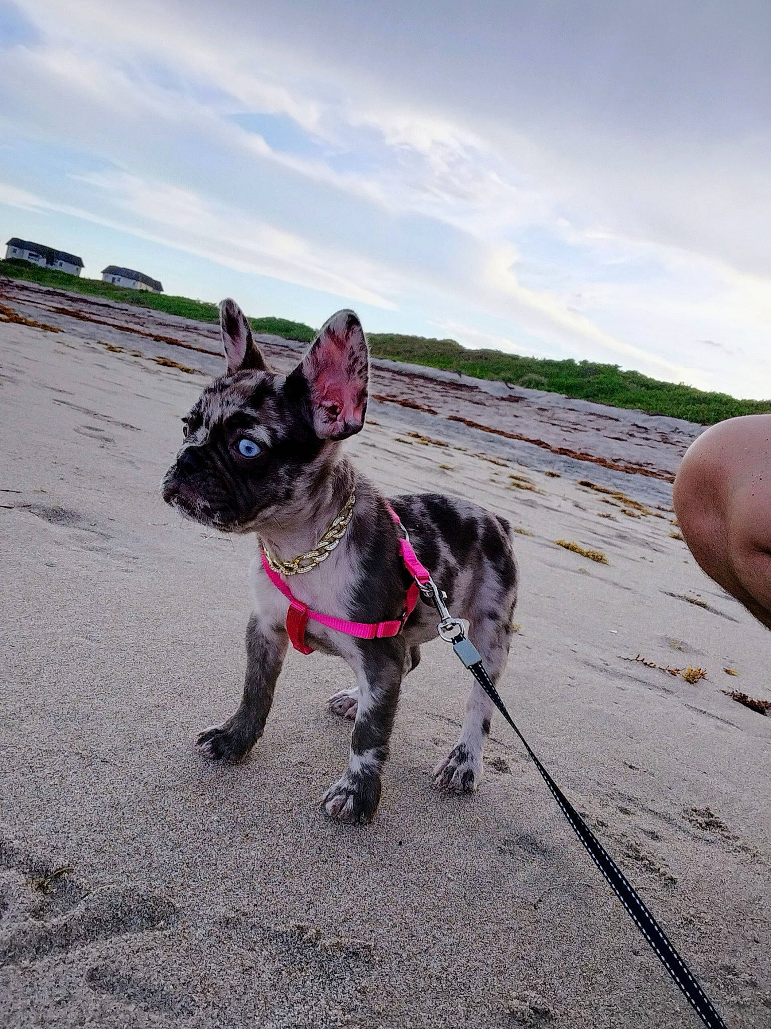 Amari Cooper is registered to the contest to win money with this photo: asphalt, carnivore, cloud, collar, companion_dog, dog, dog_breed, dog_collar, dog_supply, fashion_accessory, fawn, french_bulldog, grass, leash, pet_supply, plant, road_surface, sky, sporting_group, working_animal