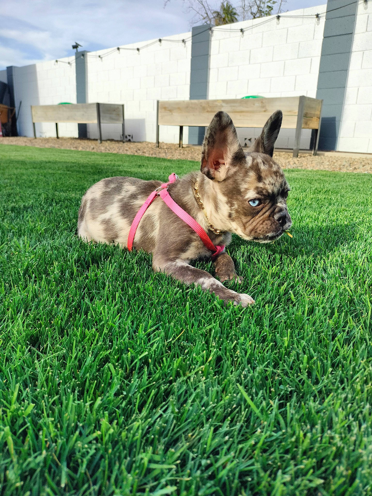 Amari Cooper is registered to the contest to win money with this photo: canidae, carnivore, cloud, collar, companion_dog, dog, dog_breed, dog_collar, dog_supply, fashion_accessory, fawn, grass, lawn, leash, plant, sky, snout, sporting_group, tail, whiskers