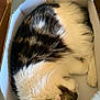 cat, feline, sleeping, curled_up, box, cardboard, fur, pet, domestic_animal, whiskers, cozy, resting, animal, cute, indoor, fluffy, tabby, relaxed, quiet, soft
