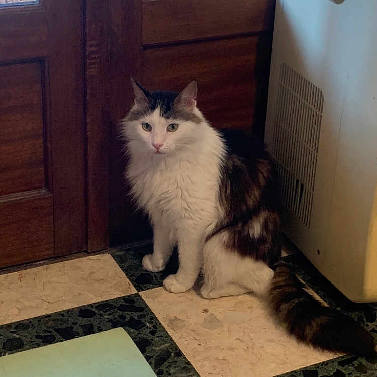 Oreo a rejoint le concours — aidez-le/la à gagner de superbes lots ! animal, appliance, black_cat, cat, checkered_floor, curious, domestic_cat, ears, feline, floor, fluffy_cat, home, indoor, natural_light, pet, sitting, tail, whiskers, white_cat, wooden_door