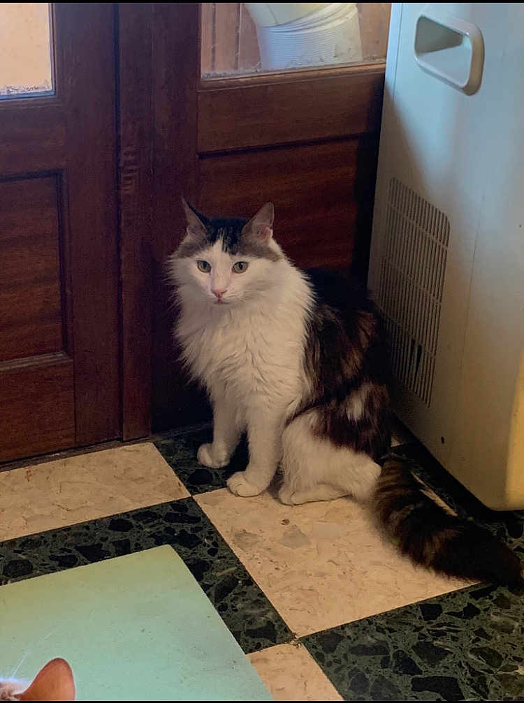 Oreo a rejoint le concours — aidez-le/la à gagner de superbes lots ! cat, fluffy_cat, white_cat, black_cat, indoor, floor, checkered_floor, wooden_door, appliance, curious, pet, feline, animal, sitting, tail, ears, whiskers, domestic_cat, home, natural_light