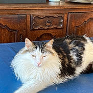Oreo a rejoint le concours — aidez-le/la à gagner de superbes lots ! cat, long_hair, fluffy, white, black, tabby, feline, pet, indoor, resting, blue_surface, wooden_cabinet, vintage, furniture, relaxed, animal, mammal, domestic, whiskers, ears