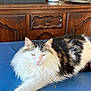 cat, long_hair, fluffy, white, black, tabby, feline, pet, indoor, resting, blue_surface, wooden_cabinet, vintage, furniture, relaxed, animal, mammal, domestic, whiskers, ears