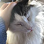 Oreo a rejoint le concours — aidez-le/la à gagner de superbes lots ! cat, fluffy, white, gray, pet, hand, scratching, indoor, cozy, content, close_up, feline, animal, whiskers, soft_light, bed, relaxed, cute, domestic, sleepy