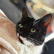 Jarko a rejoint le concours — aidez-le/la à gagner de superbes lots ! cat, black_and_white_cat, green_eyes, close_up, portrait, pet, feline, whiskers, soft_blanket, resting, cozy, indoor, fur, animal, domestic_cat, cute, calm, blurred_background, face, relaxing