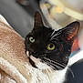 cat, black_and_white_cat, green_eyes, close_up, portrait, pet, feline, whiskers, soft_blanket, resting, cozy, indoor, fur, animal, domestic_cat, cute, calm, blurred_background, face, relaxing