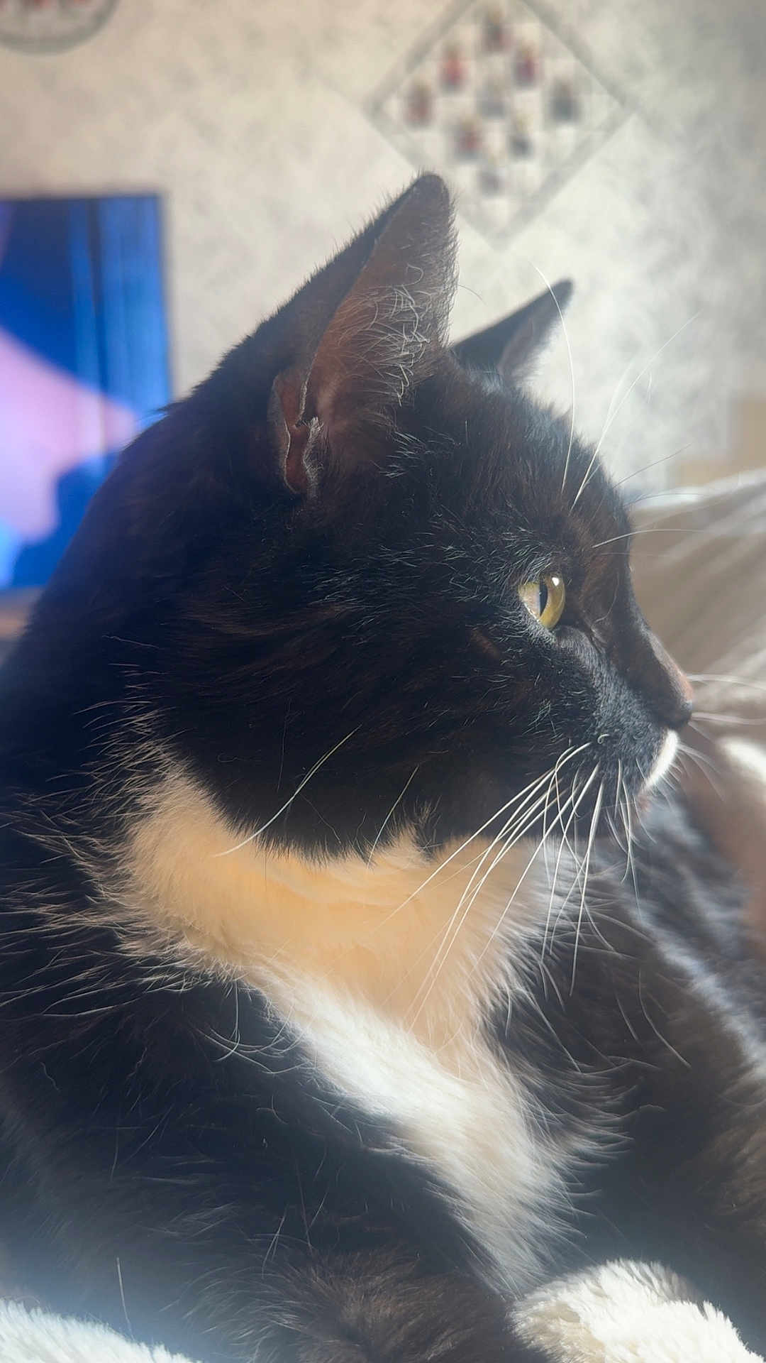 Jarko participe au concours pour gagner de l'argent avec cette photo : cat, black_and_white, whiskers, indoor, close_up, profile, fur, pet, animal, mammal, cozy, soft_light, relaxed, domestic_cat, yellow_eyes, side_view, feline, cute, sleepy, resting