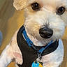 animal, black_harness, blue_collar, close_up, companion, cream_colored, curious, cute, dog, dog_tags, domestic, ears, face, fluffy_fur, friendly, indoor, nose, pet, small_dog, wooden_floor