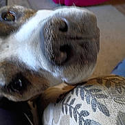 Sully joined the competition — help win amazing prizes! animal, background, carpet, casual, close_up, cushion, digital_screen, dog, dog_nose, furniture, indoor, mobile_phone, patterned_fabric, pet, phone_screenshot, photo_gallery, pink_object, shoe, text_overlay, user_interface