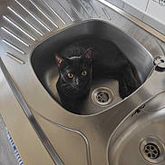 Honix a rejoint le concours — aidez-le/la à gagner de superbes lots ! animal, black_cat, cat, clean, closeup, curious, domestic, drain, feline, household, indoor, kitchen, kitchen_sink, metal, pet, resting, sink, stainless_steel, tile_wall, yellow_eyes