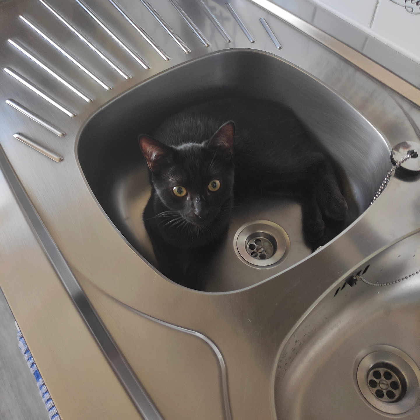 Honix a rejoint le concours — aidez-le/la à gagner de superbes lots ! animal, black_cat, cat, clean, closeup, curious, domestic, drain, feline, household, indoor, kitchen, kitchen_sink, metal, pet, resting, sink, stainless_steel, tile_wall, yellow_eyes