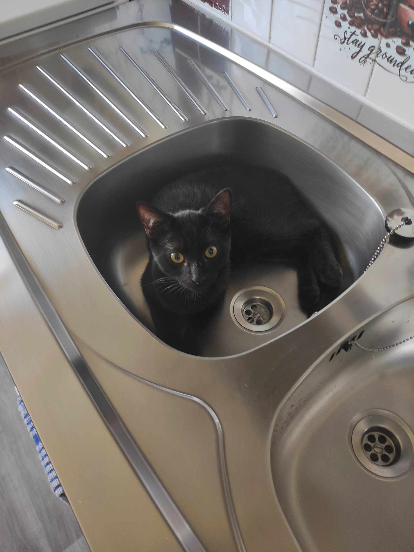 Honix a rejoint le concours — aidez-le/la à gagner de superbes lots ! animal, black_cat, cat, clean, closeup, curious, domestic, drain, feline, household, indoor, kitchen, kitchen_sink, metal, pet, resting, sink, stainless_steel, tile_wall, yellow_eyes