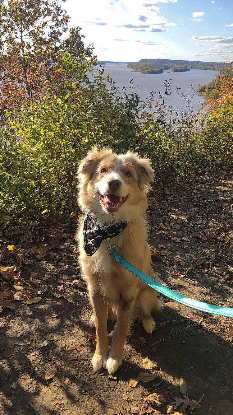 Captain joined the competition — help win amazing prizes! canidae, carnivore, cloud, collar, companion_dog, dog, dog_breed, fawn, garden_hose, grass, landscape, pet_supply, plant, recreation, shadow, sky, sporting_group, tree, water, working_dog