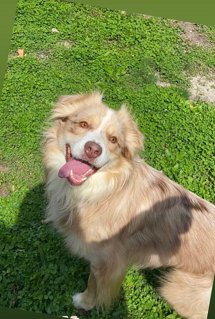 Captain is registered to the contest to win money with this photo: ancient_dog_breeds, canidae, carnivore, collie, companion_dog, dog, dog_breed, fang, fawn, fur, german_spitz, grass, plant, shout, snout, sporting_group, whiskers, wildlife, working_dog, yawn