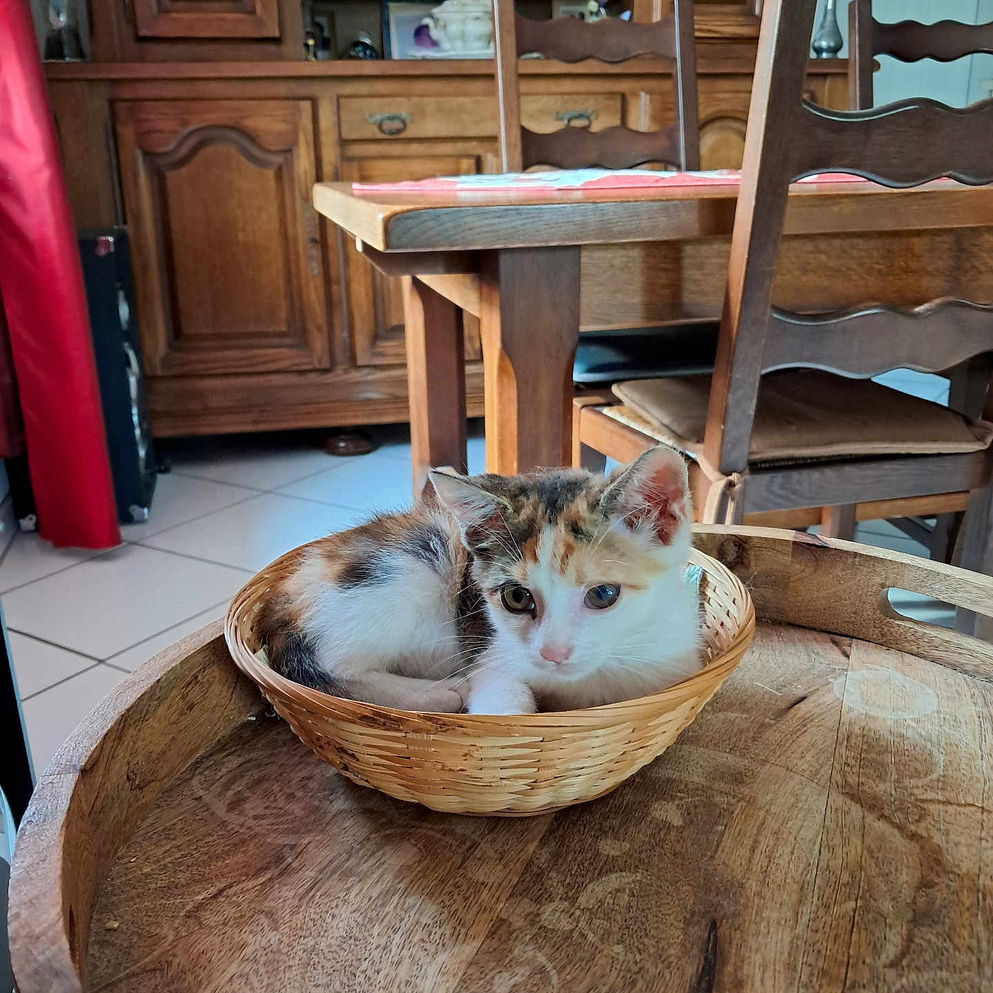 Athéna participe au concours pour gagner de l'argent avec cette photo : animal, basket, cabinet, calico, cat, chair, cozy, curled_up, decorative_items, dining_room, ears, eyes, feline, fur, indoor, kitten, pet, resting, small, wooden_table
