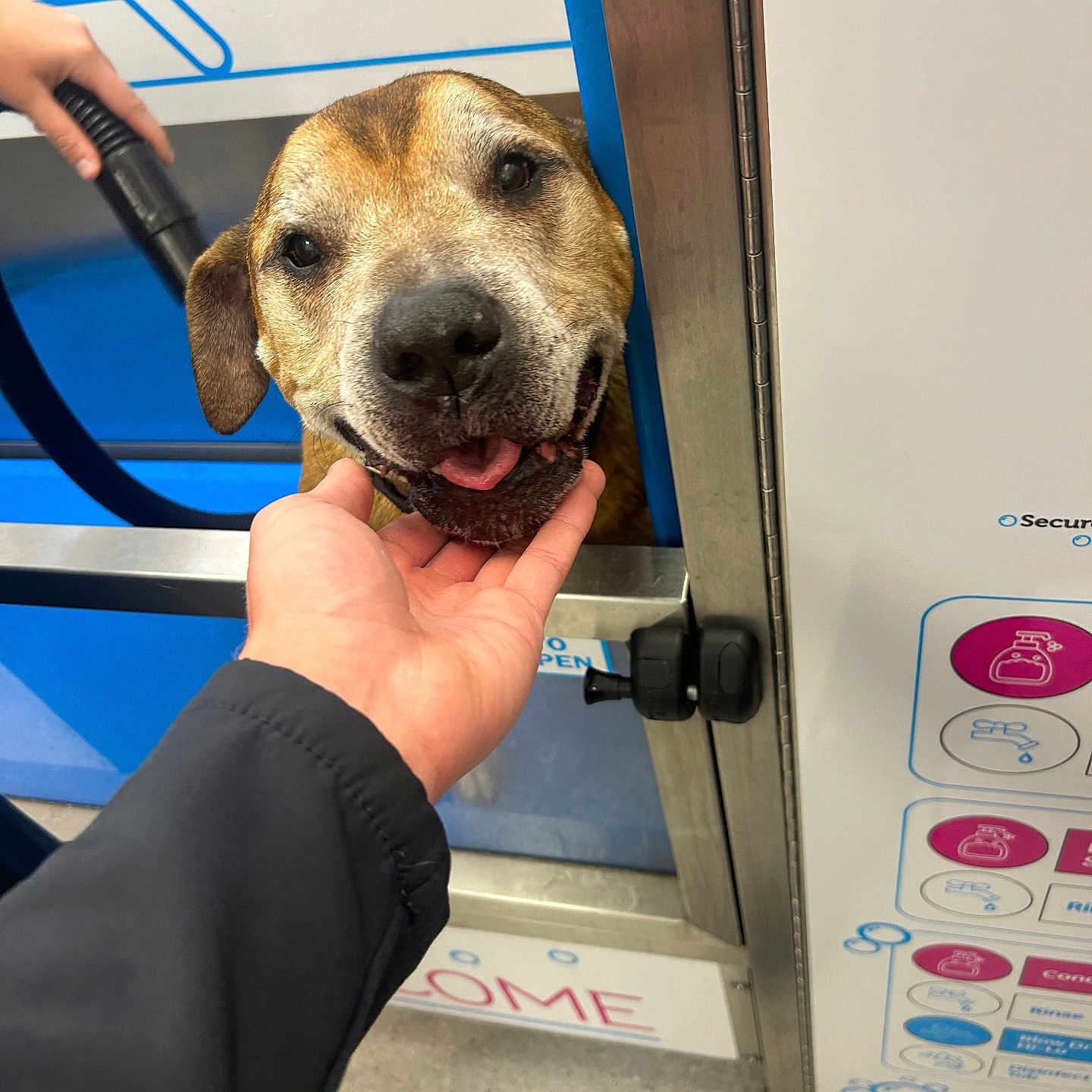 Tango is registered to the contest to win money with this photo: adult, animal, architecture, bodypart, building, canine, clothing, dog, electricaldevice, finger, footwear, hand, hound, machine, male, man, microphone, person, pet, shoe