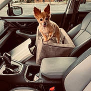 Pixie is registered to the contest to win money with this photo: car, car_door, car_interior, center_console, dashboard, dog, ears, gray_seat, happy, leather_seat, parking_lot, pet, pet_seat, restraint, seat, seatbelt, small_dog, sunlight, vehicle, window