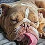 bulldog, dog, tongue, sleeping, close_up, pet, animal, cute, face, wrinkles, brown, resting, relaxed, indoors, soft_surface, canine, mammal, fur, nose, ears
