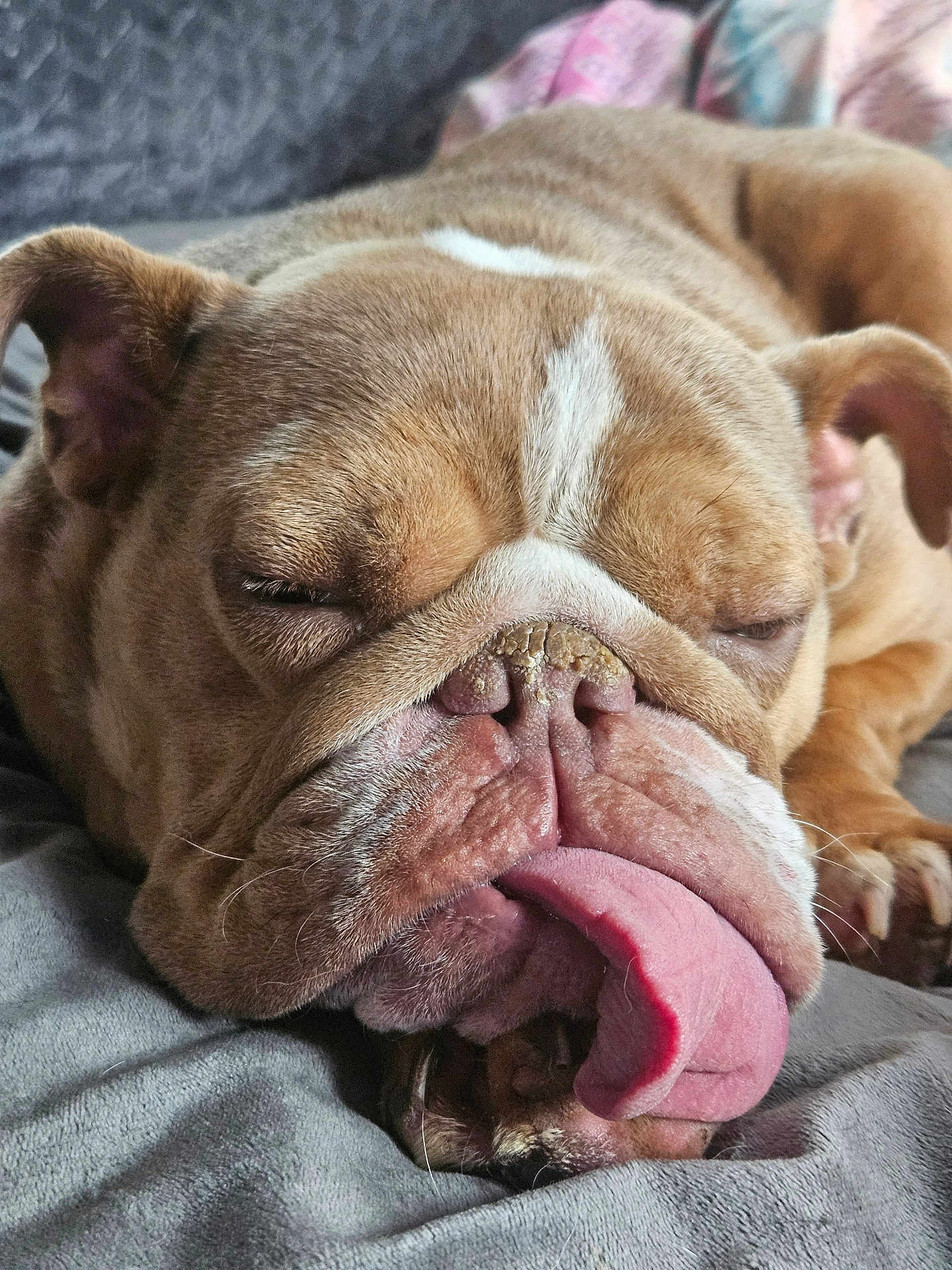 Vida joined the competition — help win amazing prizes! bulldog, dog, tongue, sleeping, close_up, pet, animal, cute, face, wrinkles, brown, resting, relaxed, indoors, soft_surface, canine, mammal, fur, nose, ears