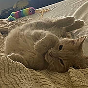 Bella is registered to the contest to win money with this photo: cat, ginger_cat, feline, pet, bed, blanket, toy, colorful_toy, indoor, cozy, relaxed, sleepy, fur, whiskers, paws, closeup, texture, home, cute, resting