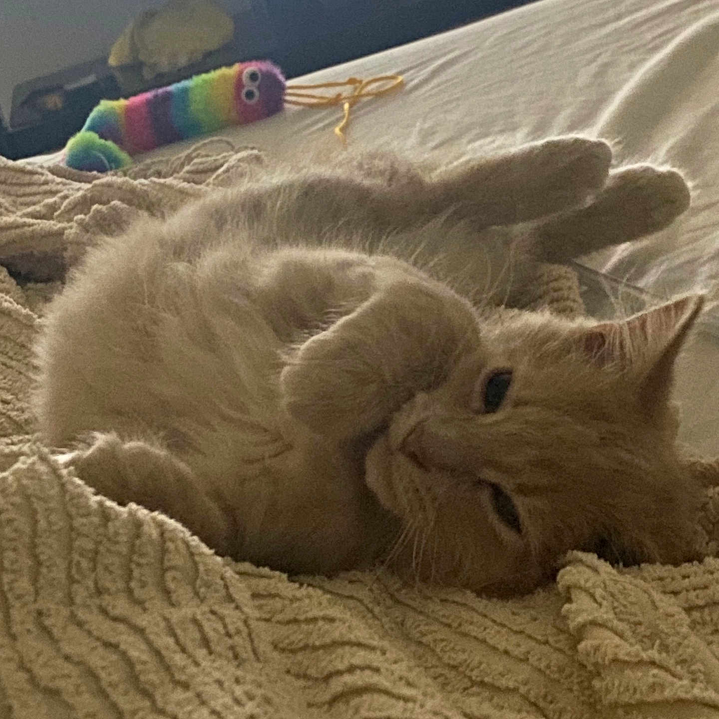 Bella is registered to the contest to win money with this photo: bed, blanket, cat, closeup, colorful_toy, cozy, cute, feline, fur, ginger_cat, home, indoor, paws, pet, relaxed, resting, sleepy, texture, toy, whiskers