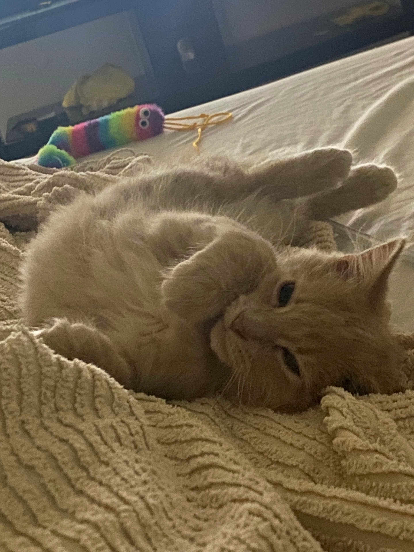 Bella is registered to the contest to win money with this photo: cat, ginger_cat, feline, pet, bed, blanket, toy, colorful_toy, indoor, cozy, relaxed, sleepy, fur, whiskers, paws, closeup, texture, home, cute, resting