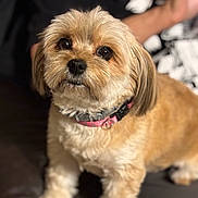 Bella joined the competition — help win amazing prizes! dog, small_dog, fluffy, pet, collar, brown_fur, cute, indoor, portrait, close_up, animal, companion, domestic_animal, looking_up, friendly, furry, sitting, canine, house_pet, adorable
