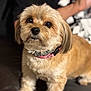 adorable, animal, brown_fur, canine, close_up, collar, companion, cute, dog, domestic_animal, fluffy, friendly, furry, house_pet, indoor, looking_up, pet, portrait, sitting, small_dog