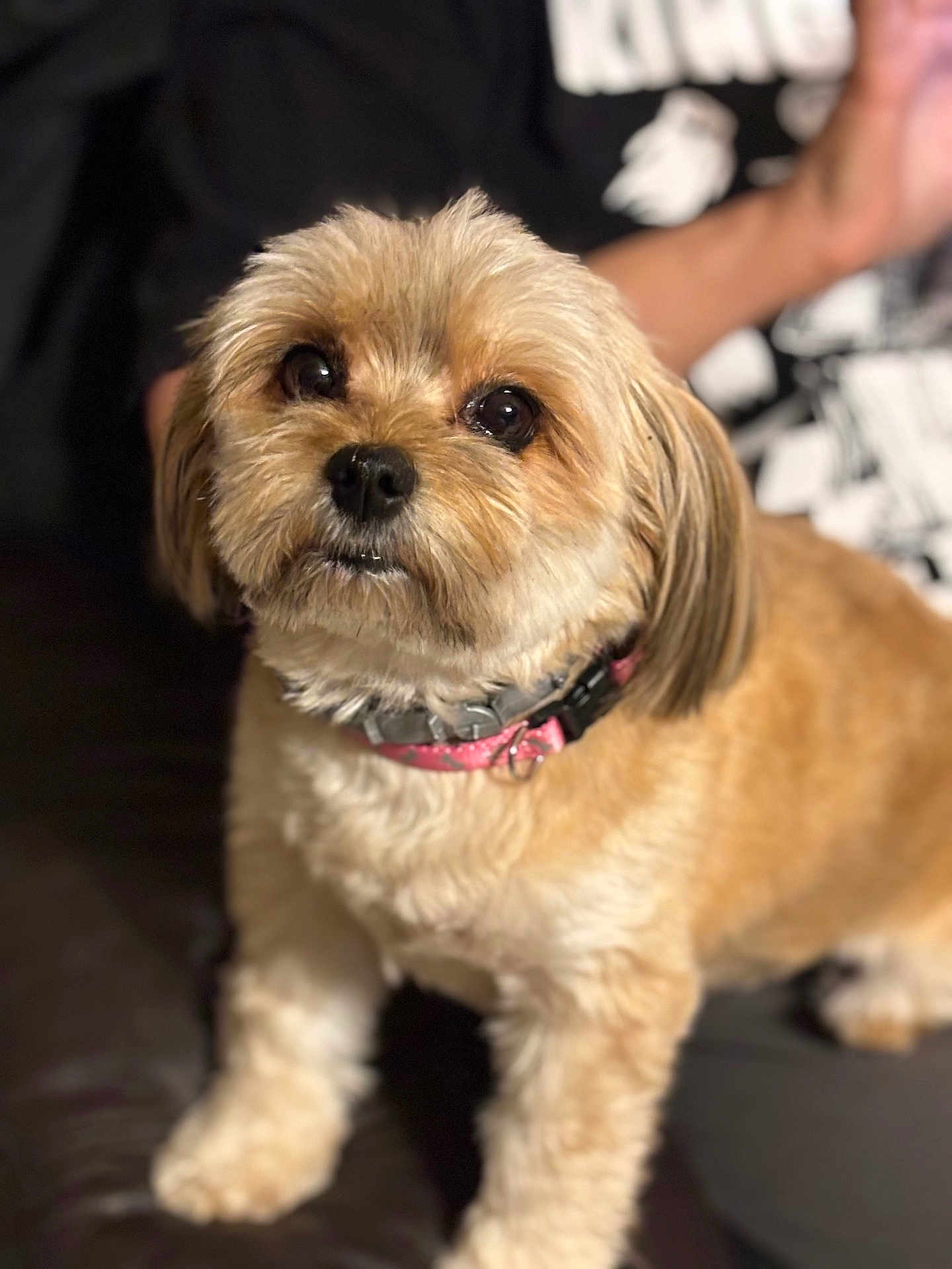 Bella