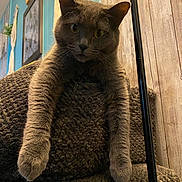 Indica joined the competition — help win amazing prizes! cat, gray_cat, feline, pet, indoor, chair, fur, whiskers, face, eyes, ears, paws, cozy, home_decor, wall_art, macrame, wood_paneling, furniture, curious, relaxed