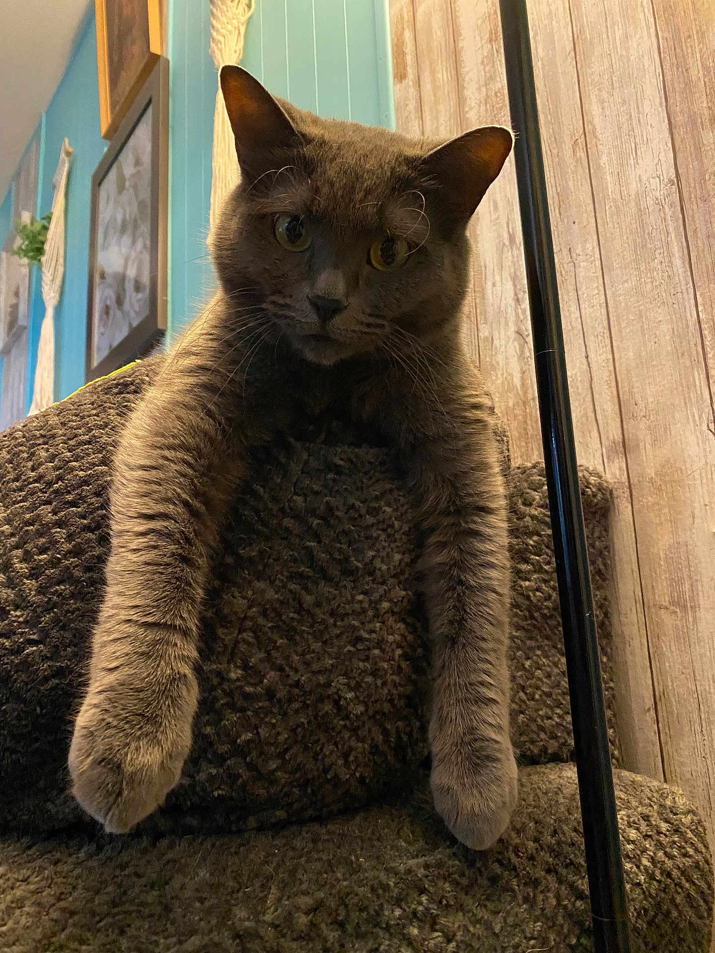 Indica