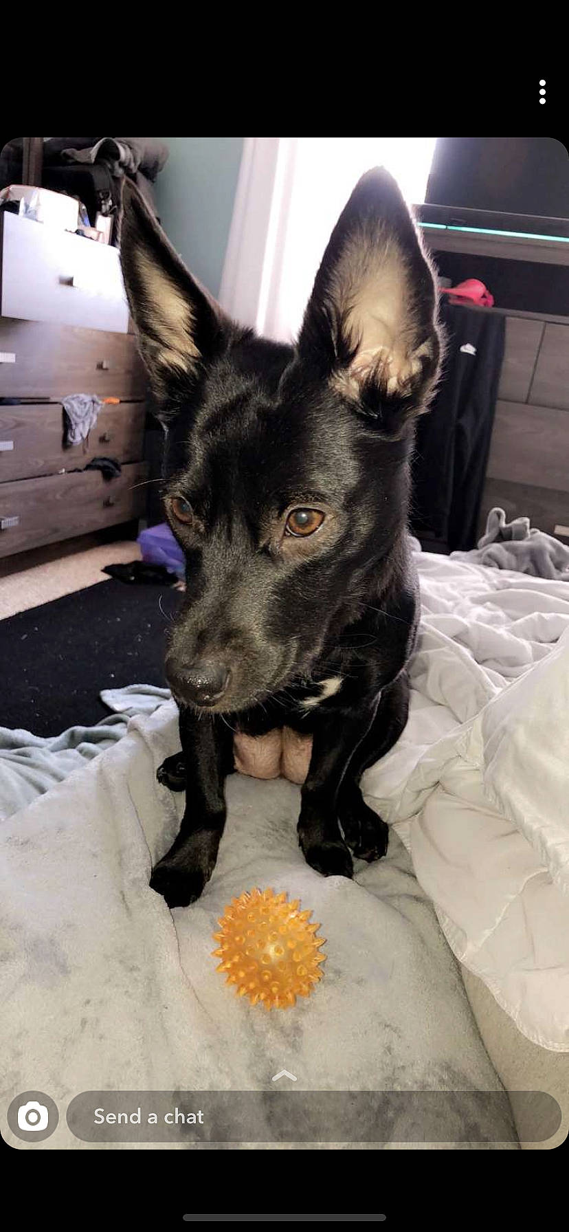 Luna joined the competition — help win amazing prizes! american_hairless_terrier, australian_kelpie, canidae, carnivore, dog, dog_breed, ear, formosan_mountain_dog, mammal, mexican_hairless_dog, non_sporting_group, peruvian_hairless_dog, prazsky_krysarik, rare_breed_dog, schipperke, snout, vertebrate