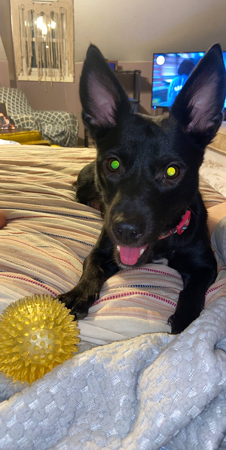 Luna is registered to the contest to win money with this photo: australian_kelpie, canidae, carnivore, dog, dog_breed, dutch_shepherd_dog, formosan_mountain_dog, mammal, rare_breed_dog, schipperke, snout, vertebrate