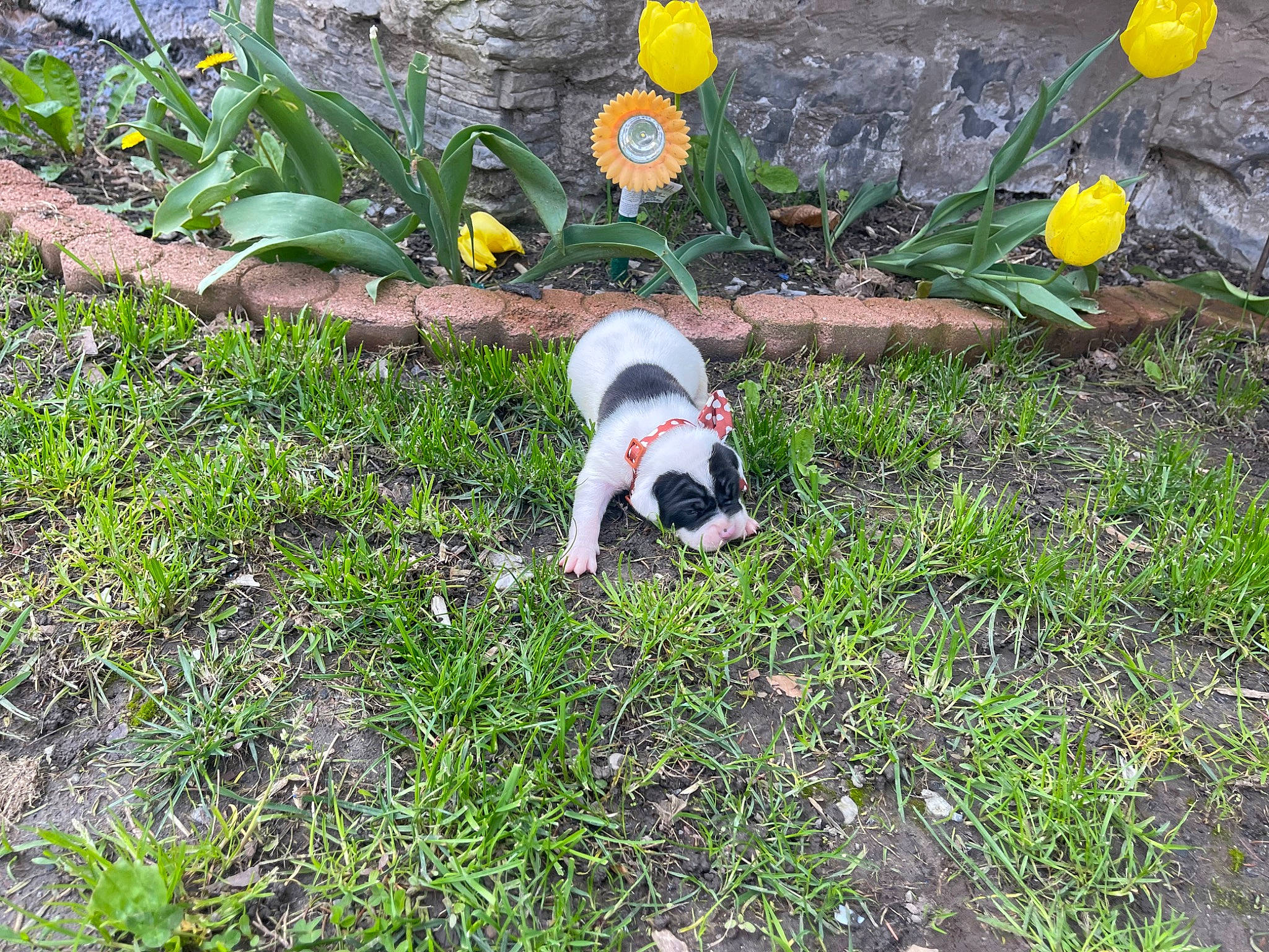 Dimond joined the competition — help win amazing prizes! ball, carnivore, companion_dog, dog, dog_breed, flower, football, garden, grass, grass_family, grassland, groundcover, landscape, lawn, pasture, plant, shrub, soil, tail, toy