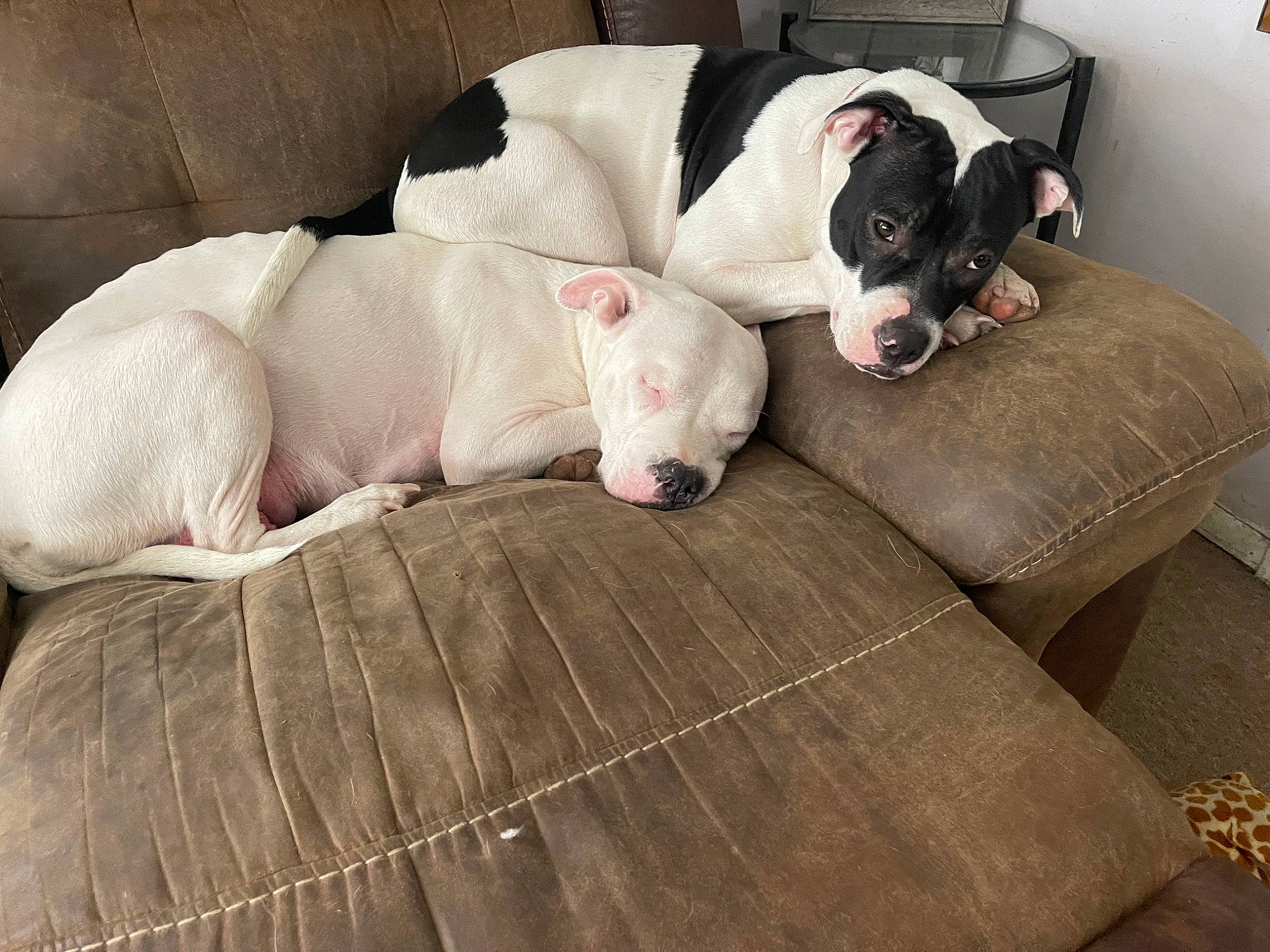 Dimond is registered to the contest to win money with this photo: canidae, carnivore, collar, comfort, companion_dog, couch, dog, dog_breed, dog_supply, fawn, flooring, guard_dog, hardwood, non_sporting_group, pet_supply, sporting_group, studio_couch, tail, wood, working_animal