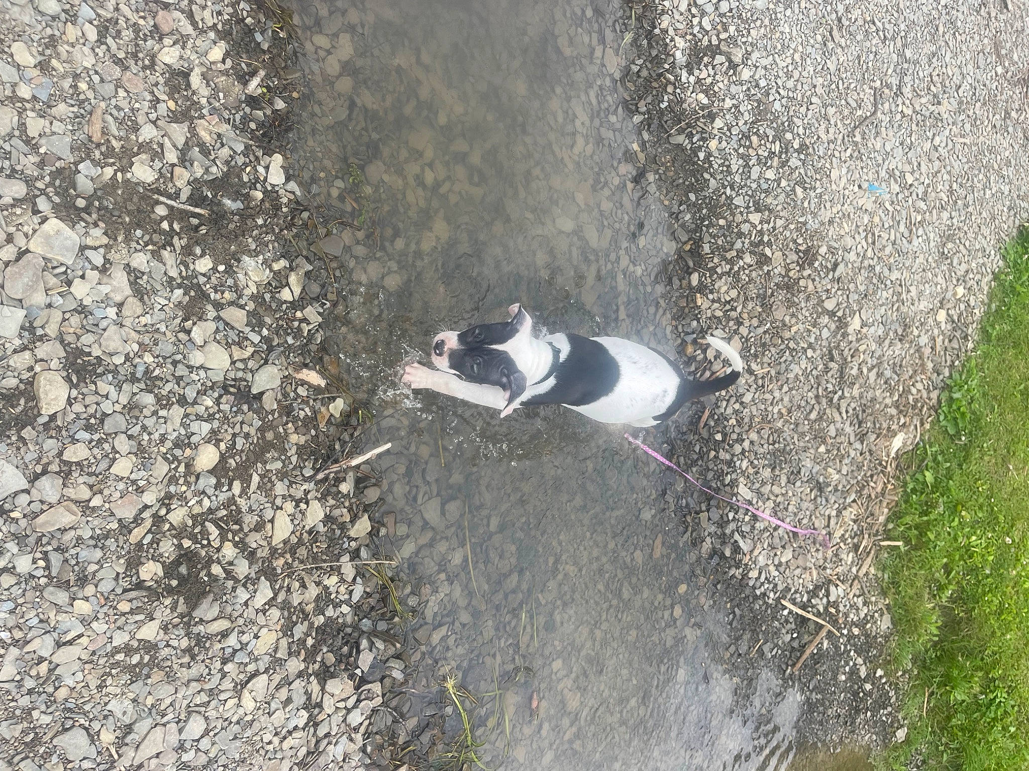 Dimond joined the competition — help win amazing prizes! asphalt, automotive_tire, canidae, carnivore, concrete, dog_breed, grass, landscape, leaf, plant, road, road_surface, shadow, sidewalk, slope, soil, sporting_group, tail, tar, water