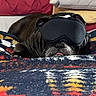 Sir Winston Dean joined the competition — help win amazing prizes! dog, sleep_mask, blanket, pillow, bed, resting, indoor, pet, canine, cozy, black_dog, fur, tongue_out, relaxing, home, comfort, animal, sleep, nap, cute