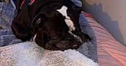 Sir Winston Dean is registered to the contest to win money with this photo: dog, bulldog, sleeping, harness, blanket, pillow, bed, indoor, cozy, resting, fur, pet, animal, canine, comfort, cute, black_and_white, soft, relaxation, home