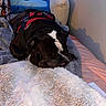 dog, bulldog, sleeping, harness, blanket, pillow, bed, indoor, cozy, resting, fur, pet, animal, canine, comfort, cute, black_and_white, soft, relaxation, home
