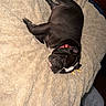 Sir Winston Dean is registered to the contest to win money with this photo: dog, black_dog, sleeping, blanket, bed, indoor, cozy, nap, pet, fur, collar, resting, canine, cute, animal, domestic_animal, relaxed, comfort, soft, laying_down