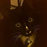 Pico joined the competition — help win amazing prizes! cat, black_cat, white_fur, yellow_eyes, whiskers, collar, charm, pet, animal, domestic_cat, curious, indoor, dim_lighting, close_up, feline, portrait, cute, looking, dark_background, mystery