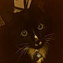cat, black_cat, white_fur, yellow_eyes, whiskers, collar, charm, pet, animal, domestic_cat, curious, indoor, dim_lighting, close_up, feline, portrait, cute, looking, dark_background, mystery