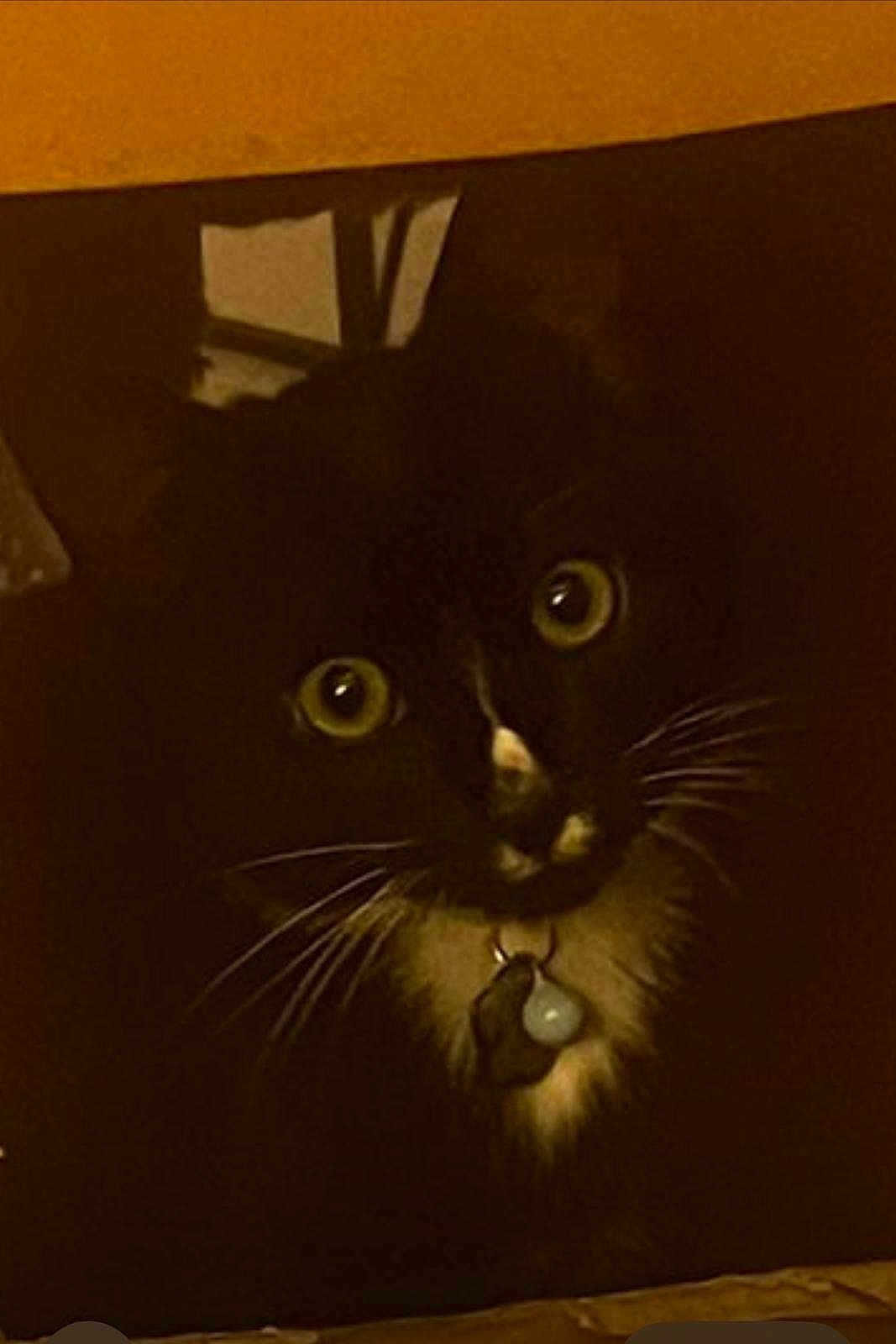 Pico joined the competition — help win amazing prizes! cat, black_cat, white_fur, yellow_eyes, whiskers, collar, charm, pet, animal, domestic_cat, curious, indoor, dim_lighting, close_up, feline, portrait, cute, looking, dark_background, mystery