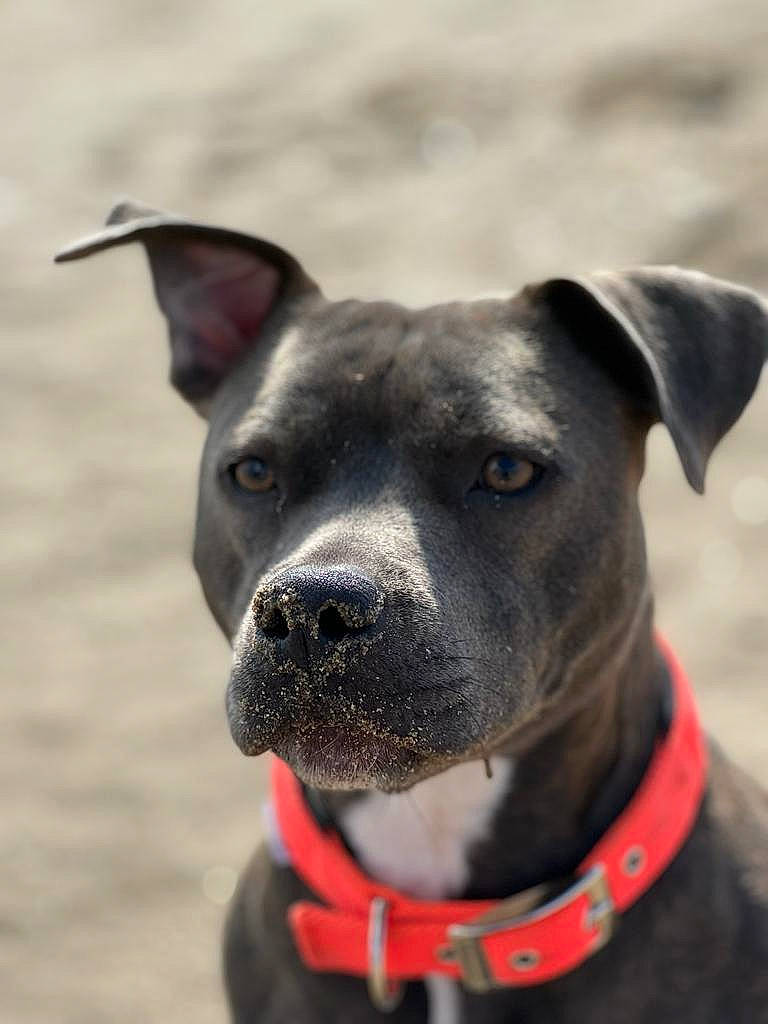 Roma participe au concours pour gagner de l'argent avec cette photo : canidae, carnivore, collar, companion_dog, dog, dog_breed, dog_collar, dog_supply, electric_blue, fashion_accessory, fawn, leash, non_sporting_group, personal_protective_equipment, pet_supply, snout, sporting_group, whiskers, working_animal, working_dog