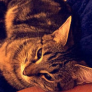 Frimousse participe au concours pour gagner de l'argent avec cette photo : american_shorthair, asian, california_spangled, carnivore, cat, close_up, domestic_short_haired_cat, dragon_li, egyptian_mau, european_shorthair, felidae, fur, kitten, ocicat, pixie_bob, small_to_medium_sized_cats, snout, tabby_cat, toyger, whiskers