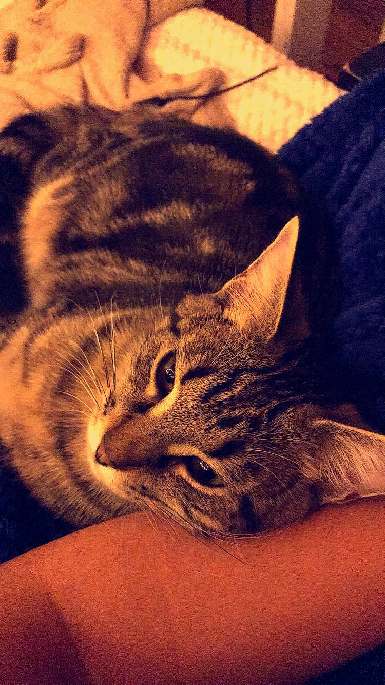 Frimousse