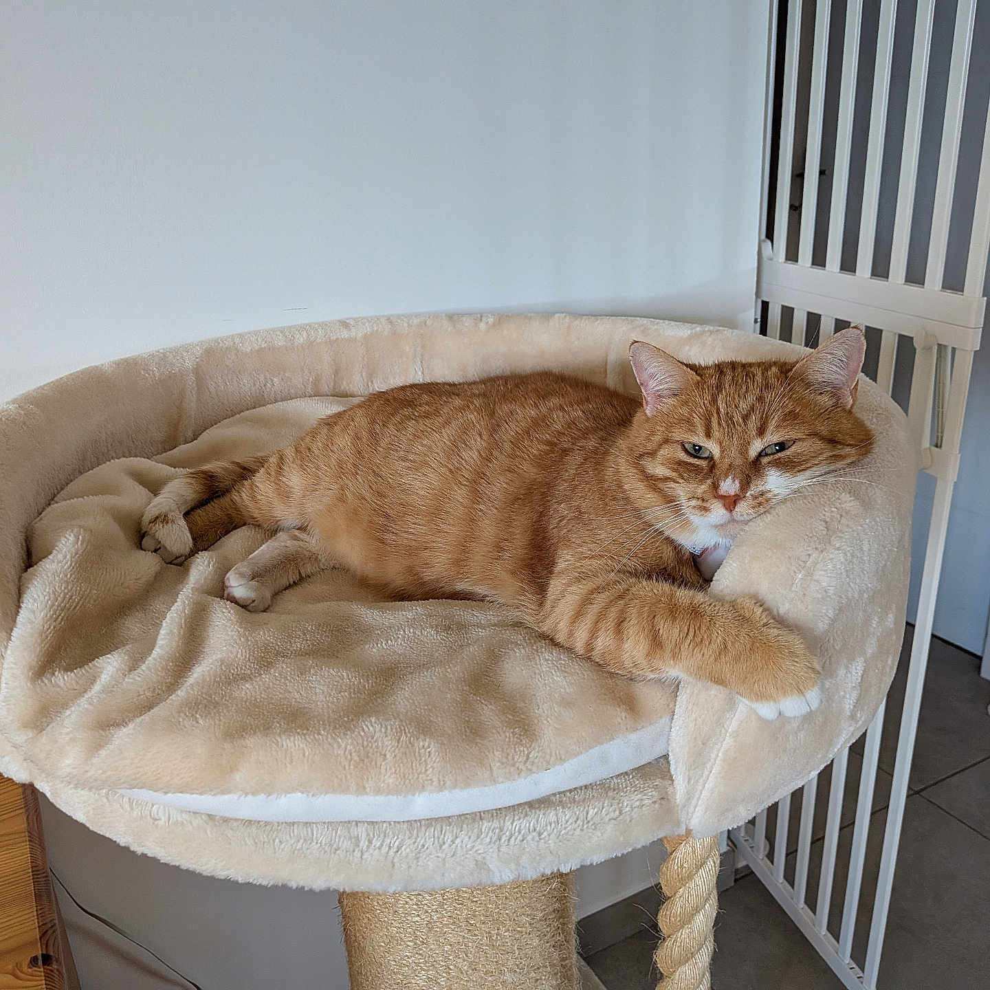 Cookie a rejoint le concours — aidez-le/la à gagner de superbes lots ! animal, baby_gate, cat, cat_bed, cozy, domestic_animal, floor, furniture, home, indoor, mammal, orange_tabby, paw, pet, plush, relaxed, resting, sleepy, tile_floor, wooden_table