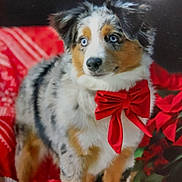 Vaïa participe au concours pour gagner de l'argent avec cette photo : dog, puppy, australian_shepherd, blue_eyes, red_bow, fur, pet, animal, holiday, festive, indoor, portrait, cute, fluffy, christmas, poinsettia, decor, red, white, background