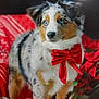 dog, puppy, australian_shepherd, blue_eyes, red_bow, fur, pet, animal, holiday, festive, indoor, portrait, cute, fluffy, christmas, poinsettia, decor, red, white, background